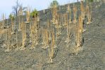 PICTURES/Bandera Volcano/t_Plants in Pumis.JPG